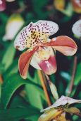 orchidee1.jpg